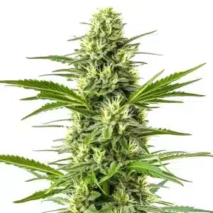 Planta de Amnesia Fast Version con cogollos resinosos típicos de una sativa.