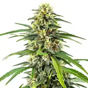 Cogollo de Amnesia Haze cubierto de tricomas brillantes.