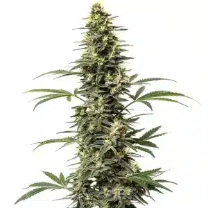 Cogollo de Amnesia Hypro cubierto de tricomas brillantes.