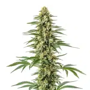 Cogollo de Amnesia Kush con abundante resina.