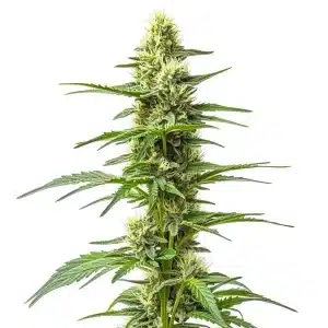 Cogollo de Amnesia Kush Auto con abundante resina.