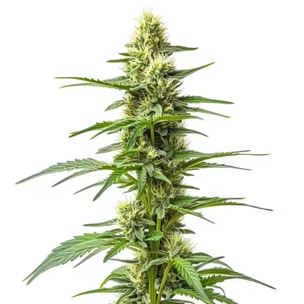 Amnesia Kush Auto