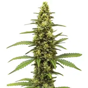 Cogollo de Amnesia Kush Regular con tricomas densos.