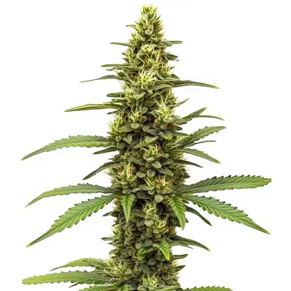 Amnesia Kush Regular