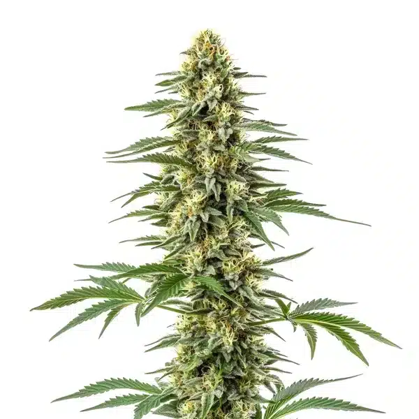 Amnesia Kush
