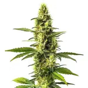 Cogollo de Amnesia Lemon cubierto de tricomas brillantes y pistilos amarillos.