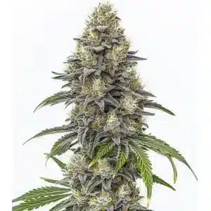 Cogollo de Amnesia Lemon Cake Boom Regular con tricomas densos.