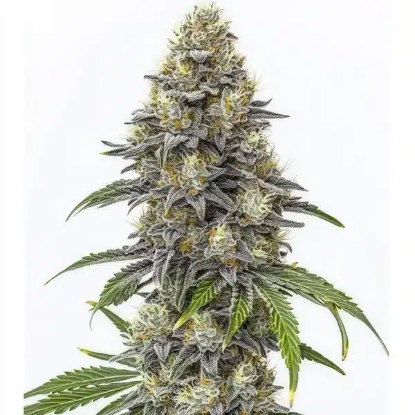 Amnesia Lemon Cake Boom Regular