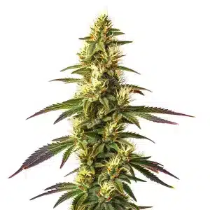 Cogollo de Amnesia Lemon Fast Version cubierto de resina