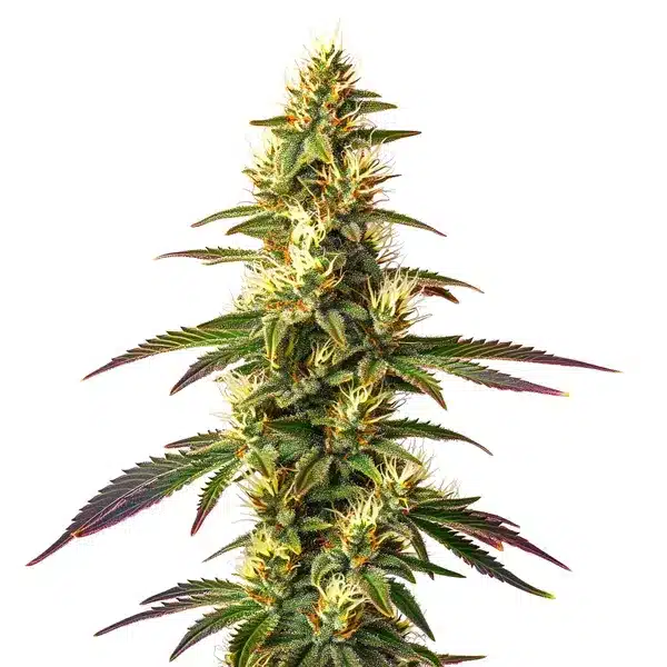 Amnesia Lemon Fast Version