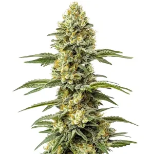 Cogollo de Amnesia Lemon Regular cubierto de tricomas.