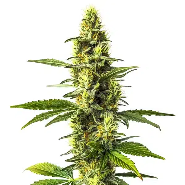 Amnesia Lemon