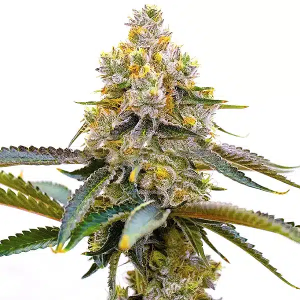 Amnesia Purple