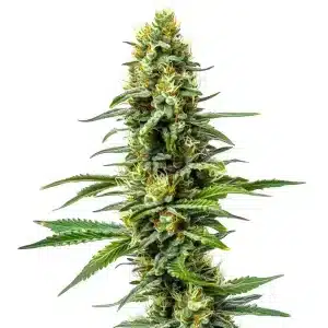 Planta de Amnesia AK 47 con cogollos densos y resinosos.