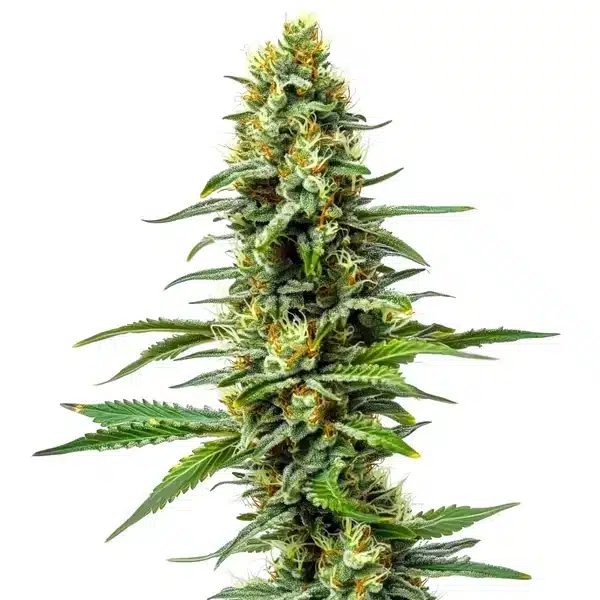 Amnesia AK 47