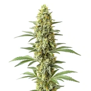 Cogollo de Amnesia x Kali Mist cubierto de tricomas.