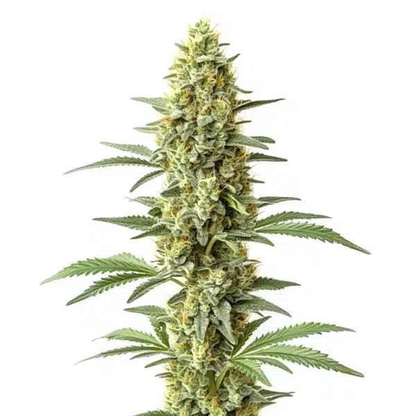 Amnesia x Kali Mist