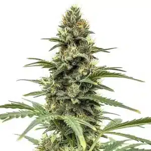 Cogollo de Amnesia x Nicole Kush con abundantes tricomas y hojas verde lima.