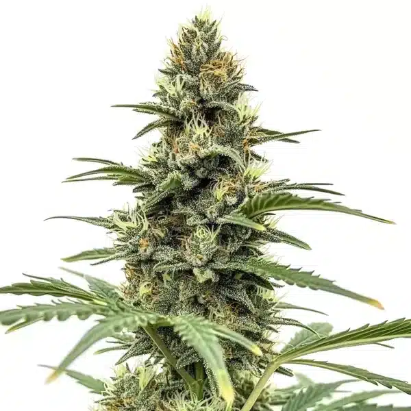 Amnesia x Nicole Kush