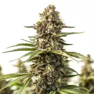 planta de cannabis Animal Cookies con cogollos densos y resinosos