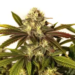 Cogollo de Asian Dream cubierto de tricomas y pistilos blancos y anaranjados.