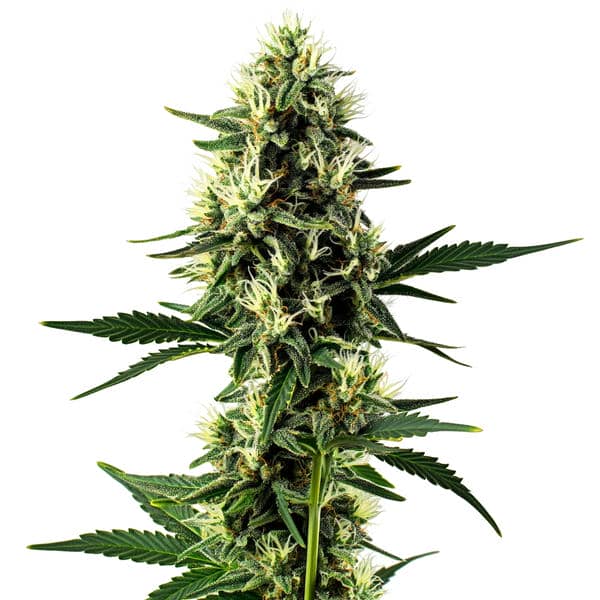 Aurora Indica