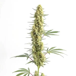 Planta de Auto CBD Amnesia con cogollo alargado cubierto de tricomas.