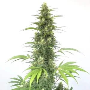 Planta de cannabis CBD Cheese Auto con cogollos compactos y equilibrio entre THC y CBD.