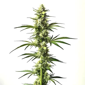 Planta de cannabis CBD Critical Mass Auto con cogollos grandes y resinosos, alto contenido en CBD.
