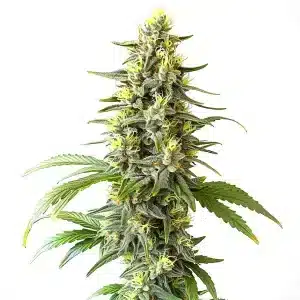 Planta de cannabis CBD Haze Auto (1:1) con cogollos compactos y equilibrio perfecto entre THC y CBD.