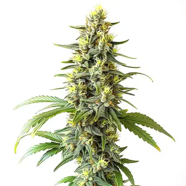 CBD Haze Auto (1:1)