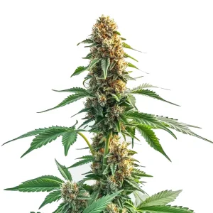 Planta de cannabis CBD Kush Auto con cogollos compactos.