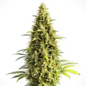 Planta de cannabis CBD Lemon Haze Auto con cogollos densos y equilibrio perfecto entre THC y CBD.