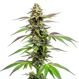 Planta de Auto CBD Med Go con cogollos densos cubiertos de tricomas.