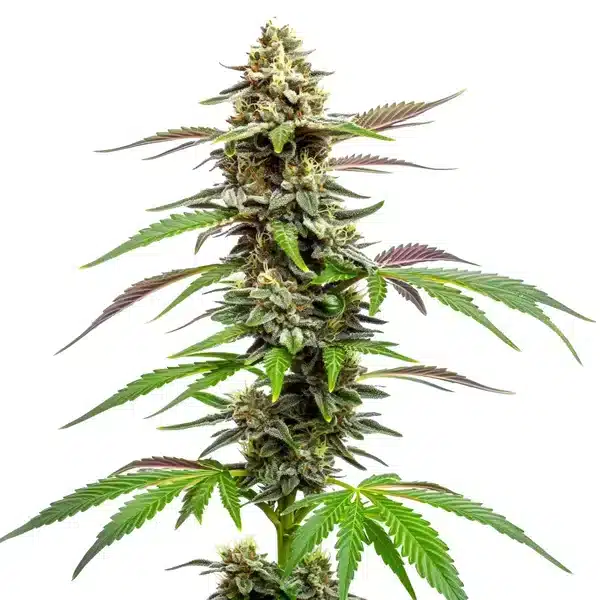 Auto CBD Med Go