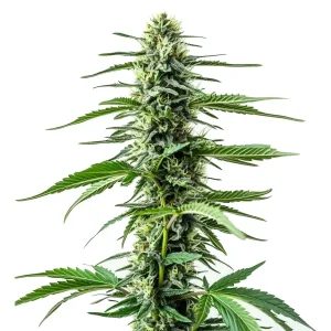 Planta de Auto Northern Lights CBD con estructura compacta.