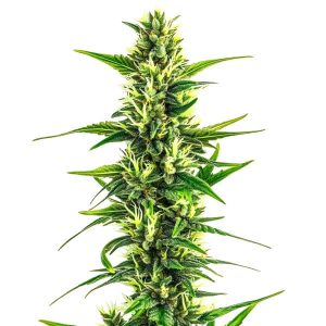 Planta de Auto CBD Pineapple con cogollos alargados y resinosos.