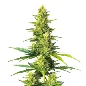 Auto CBD White Widow