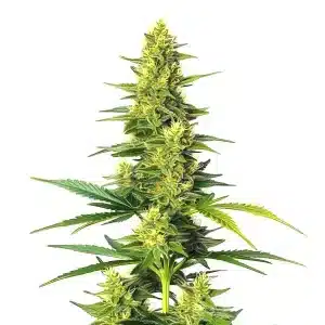 Planta de Auto White Widow CBD con cogollos compactos y cubiertos de resina brillante.