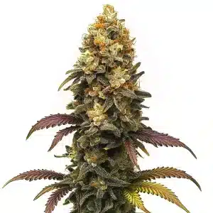 BC Diesel combina genética canadiense y californiana ofreciendo un efecto equilibrado.