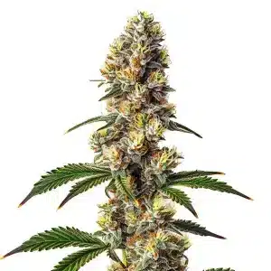 Planta de Badazz Cheese con cogollos densos.