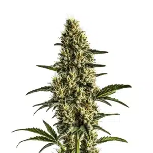 Planta de Badazz Rolex con cogollos compactos y cubiertos de tricomas brillantes.