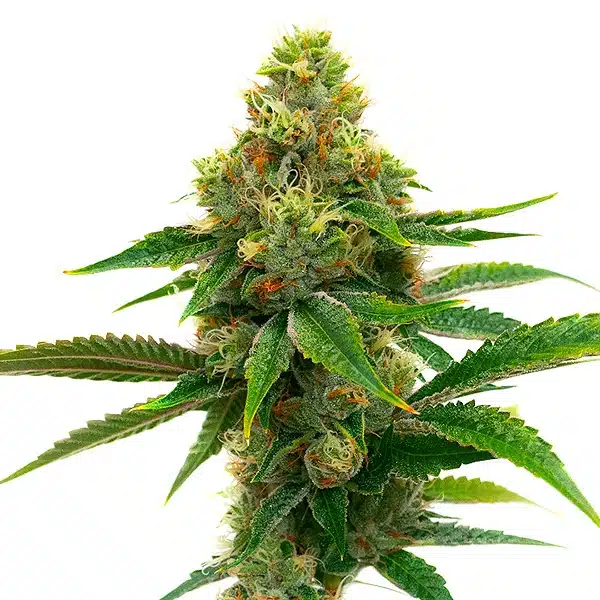 Banana Cream