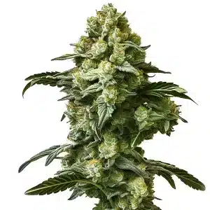 Planta de Banana Kush Auto con cogollos compactos y resinosos.