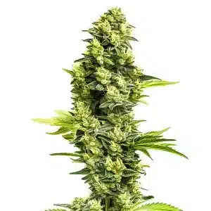 Planta de Banana Kush Regular con cogollos grandes y resinosos.