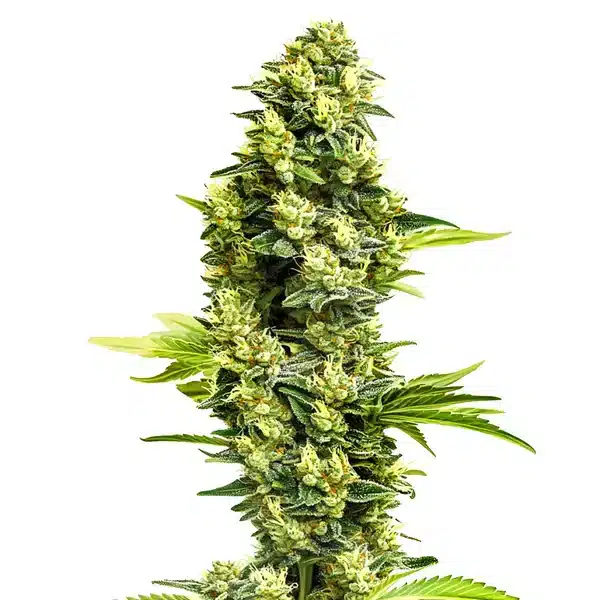 Banana Kush Regular