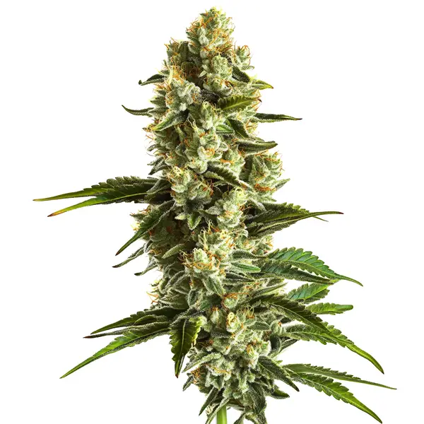 Banana Kush