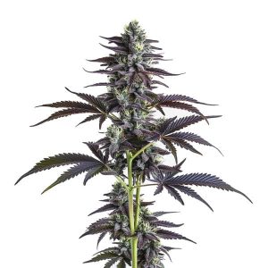 Planta de Banana Punch con cogollos densos y hojas moradas cubiertas de tricomas brillantes.