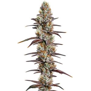 Planta de Banana Sherbet con cogollos alargados y abundante capa de tricomas.