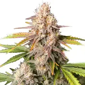 Cogollo de cannabis Bc God Bud Regular con tricomas densos y tonos púrpuras bajo luz natural.